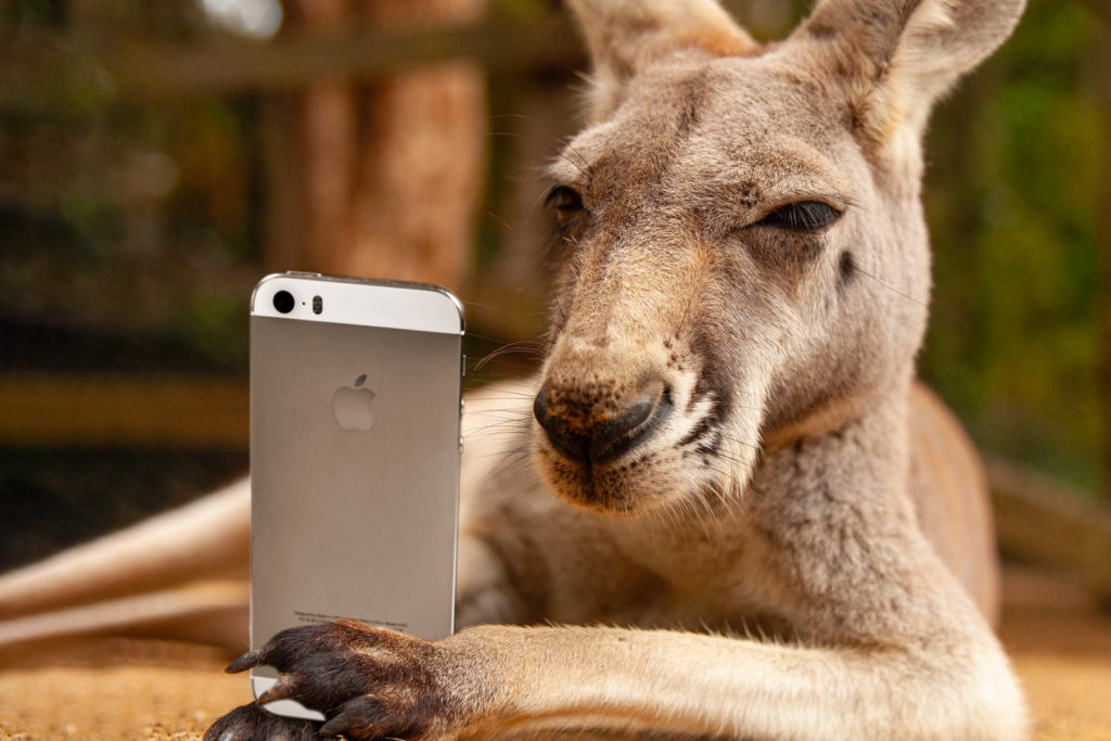 Kangaroo holding a mobile phone and looking unhappy